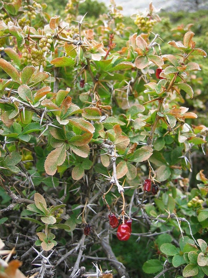 Berberis aetnensis with delicate yellow flowers