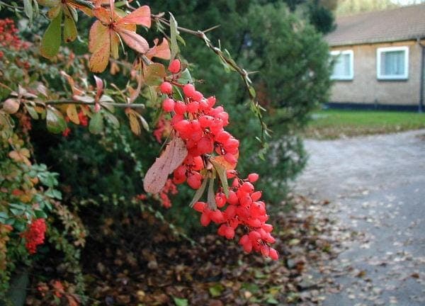 Berberis aggregata in full bloom in a sunny garden border