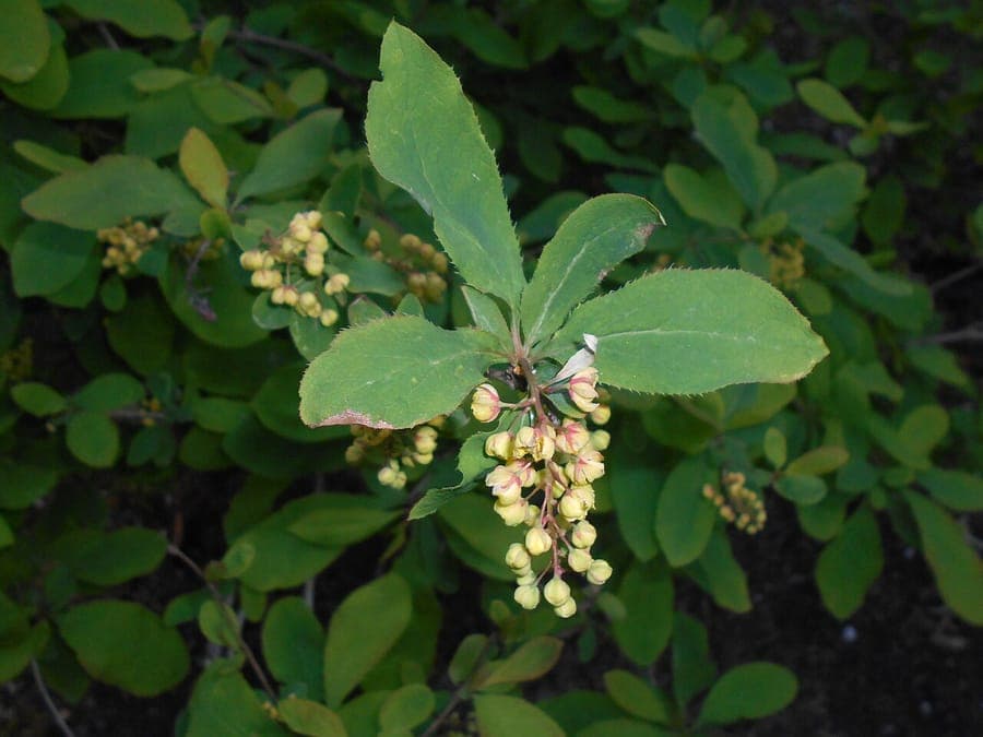 Amur barberry with orange berries and red autumn foliage