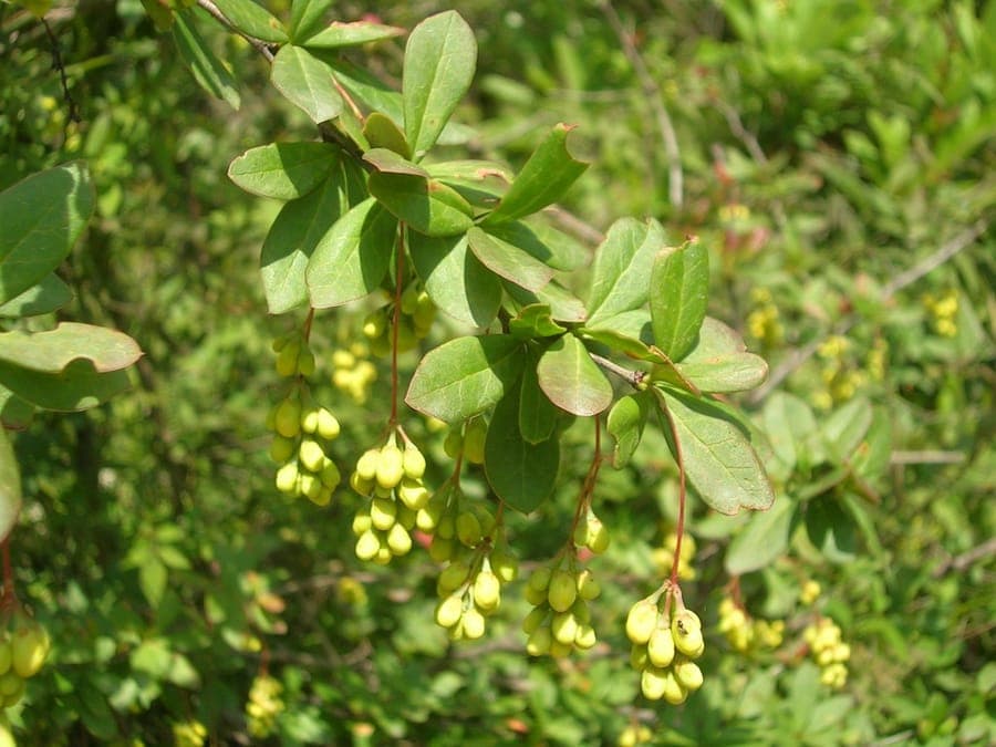 Berberis aristata struik met doornige takken en bladeren