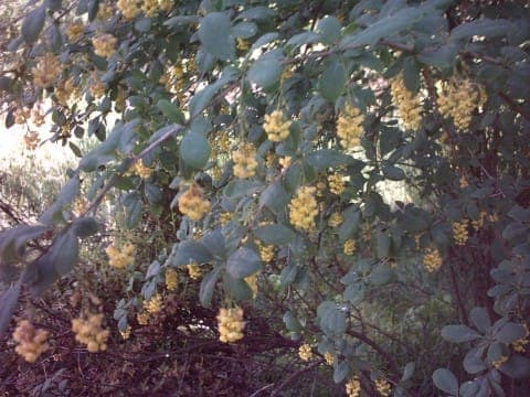 Berberis canadensis with fine thorns and glossy red berries