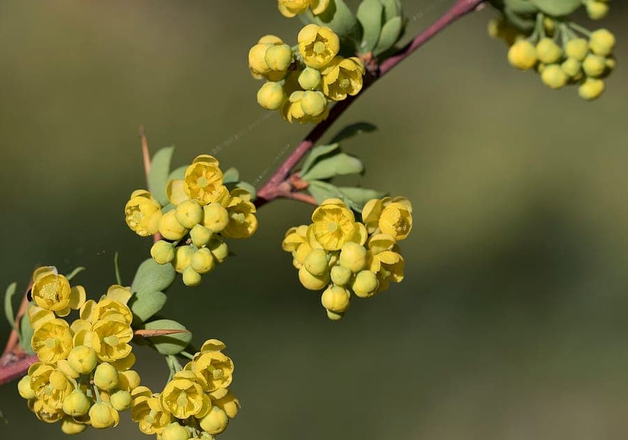 Arbuste berberis cretica avec baies rouges