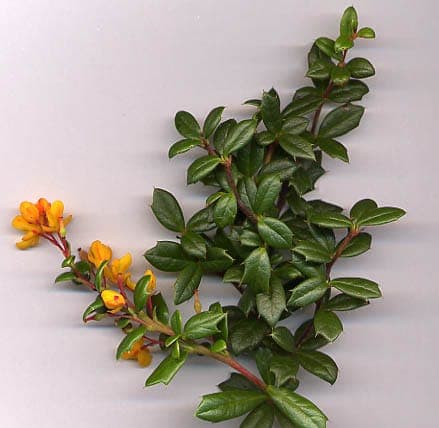 Berberis darwinii in full bloom with bright yellow-orange flowers and dark green foliage