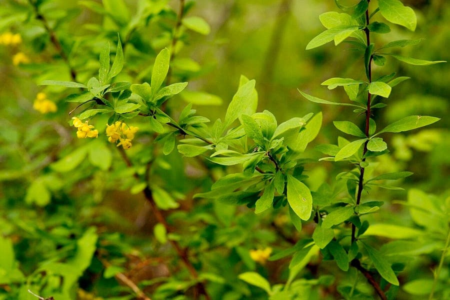 Colorado zuurbes (Berberis fendleri) met gele bloemen en rode bessen
