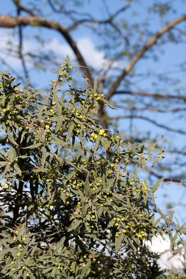 Berberis gagnepainii thorny branches scarlet berries