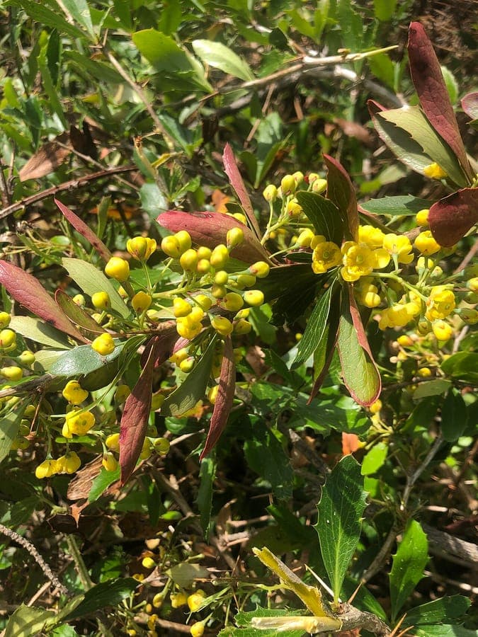 Berberis glaucocarpa mit feinen Blättern und roten Beeren