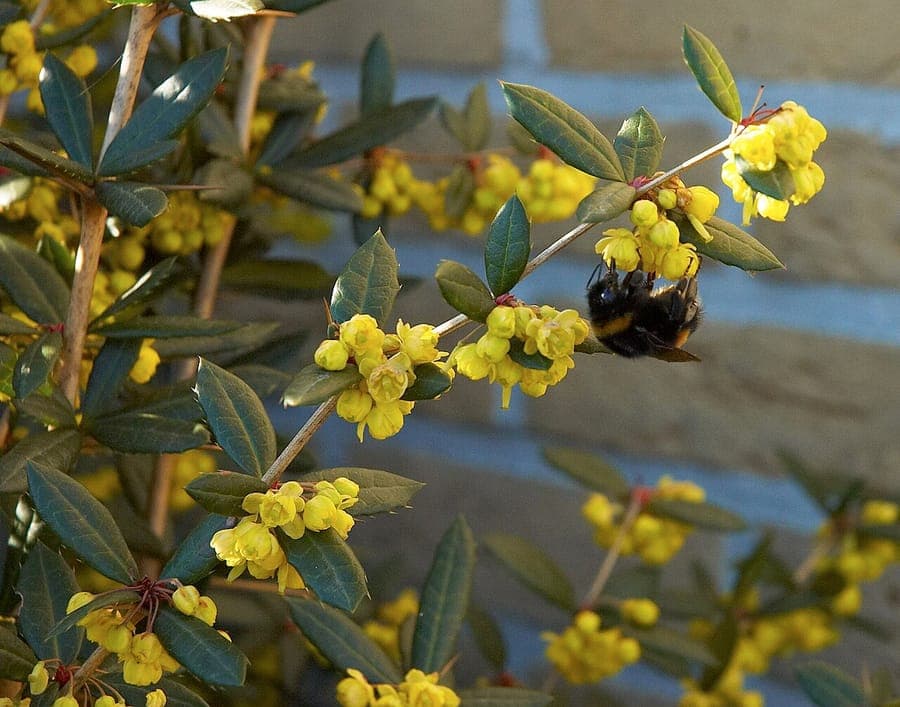 Arbuste au feuillage vert foncé brillant, avec fleurs jaunes et baies rouges en milieu de jardin