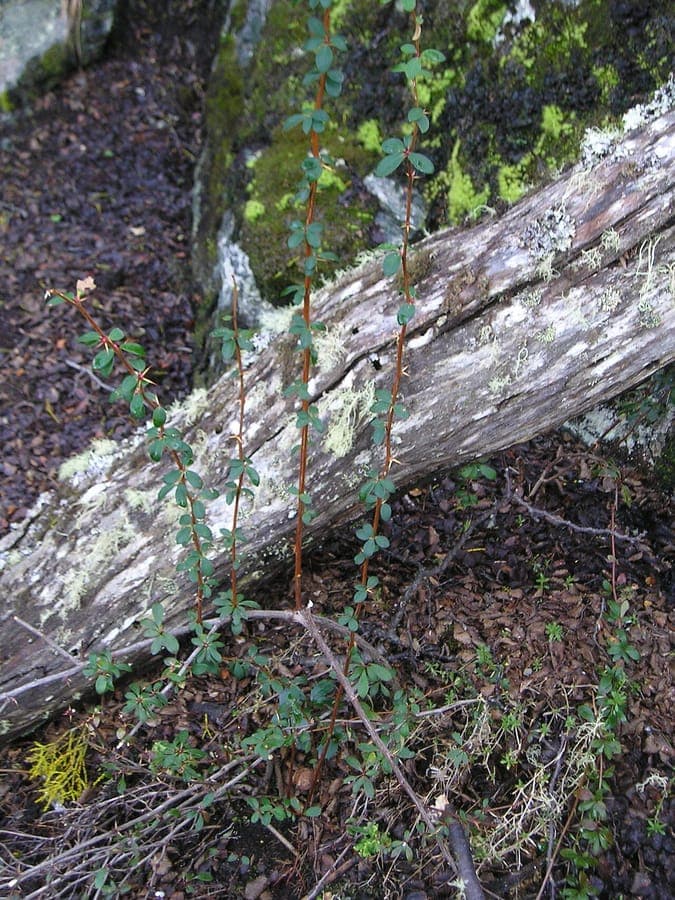 Berberis microphylla shrub with small leaves and red berries