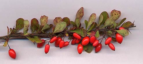 Thunberg's barberry in autumn, dense shrubs with bright red foliage and small yellow flowers