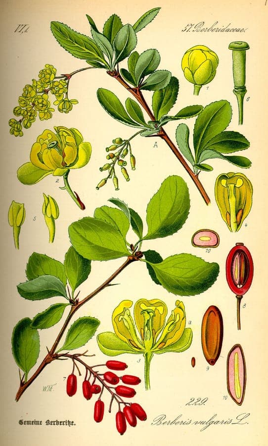 European barberry shrub with spiky leaves and bright orange berries in autumn sunlight