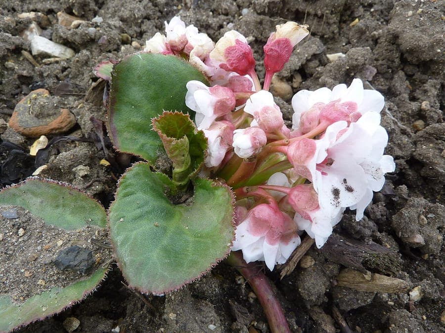 Bergenia ciliata plant with large hairy leaves and pink flowers