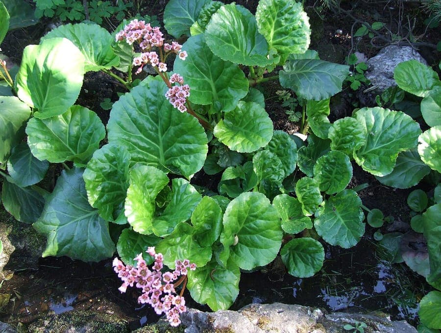 Siberian-tea with large leaves and pink flowers in spring