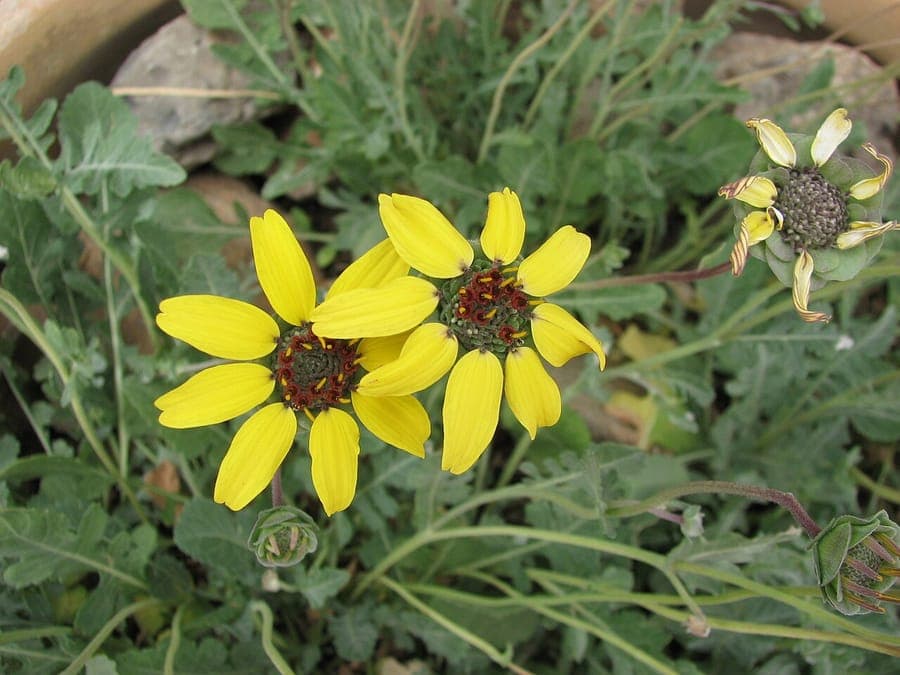 Gele bloemen van Berlandiera lyrata met chocoladegeur in een droge tuin