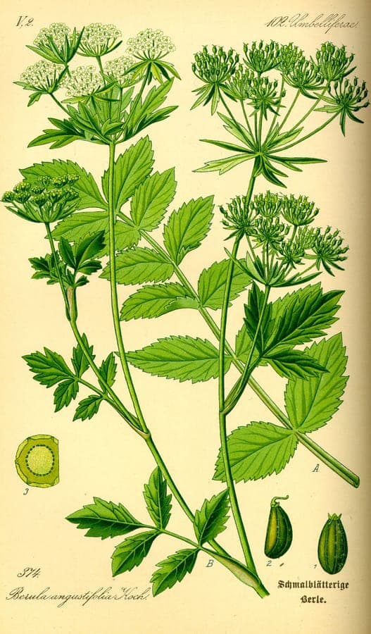 Aufrechte Berle (Berula erecta) mit feinem, zerschlitztem Laub an Wasserrand