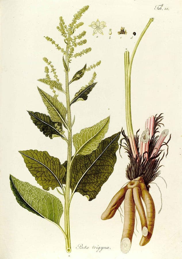 Beta trigyna Pflanze mit grünen und violetten Blüten