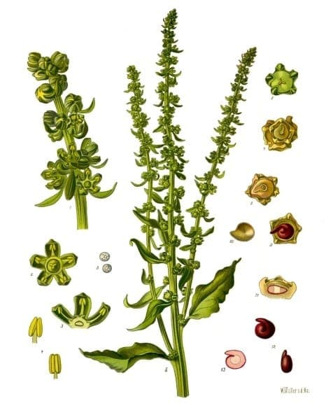 Bietplant in groei in een Nederlandse tuin, met duidelijke bladeren en knollen