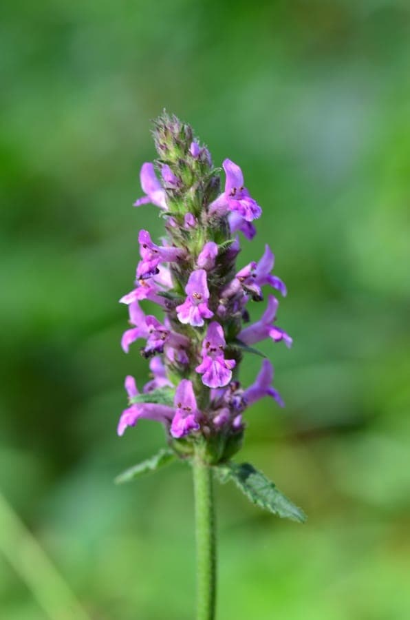Betonica officinalis with purple-pink flower spikes in a wild meadow garden