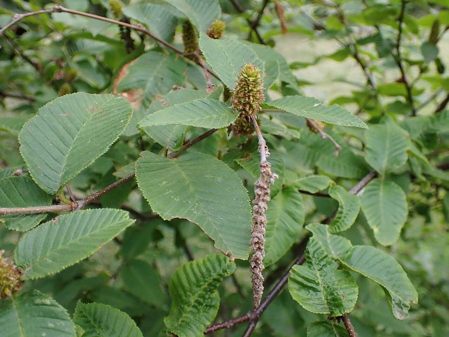 Chichibu birch with characteristic white bark and green foliage