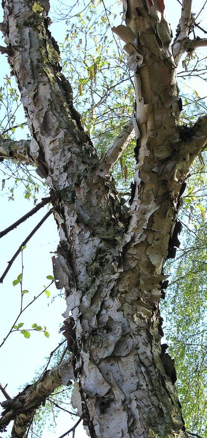 Elegant Korean birch with characteristic ribbed bark