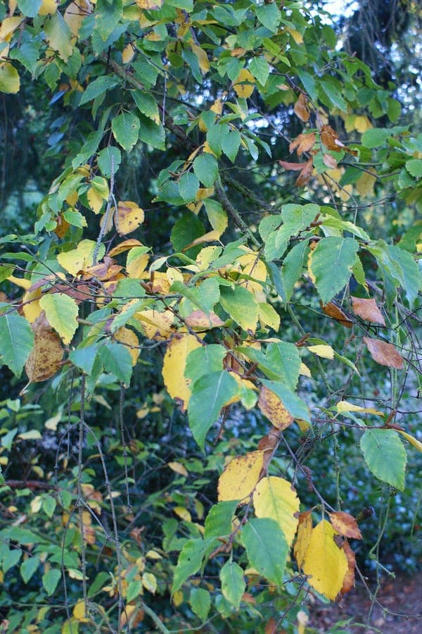 Betula dahurica tree with dark bark and small green leaves
