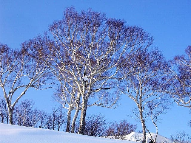 Russian rock birch with white bark and golden autumn foliage