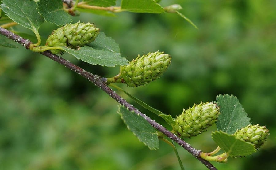 Resin birch plant with small leaves