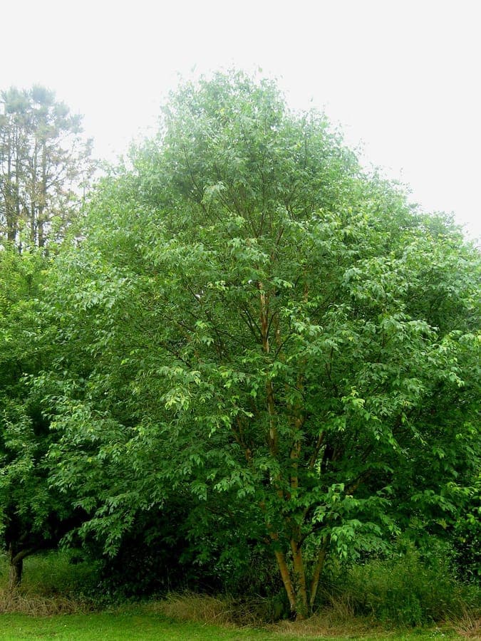 Japanese cherry birch with characteristic dark bark and fine pointed leaves