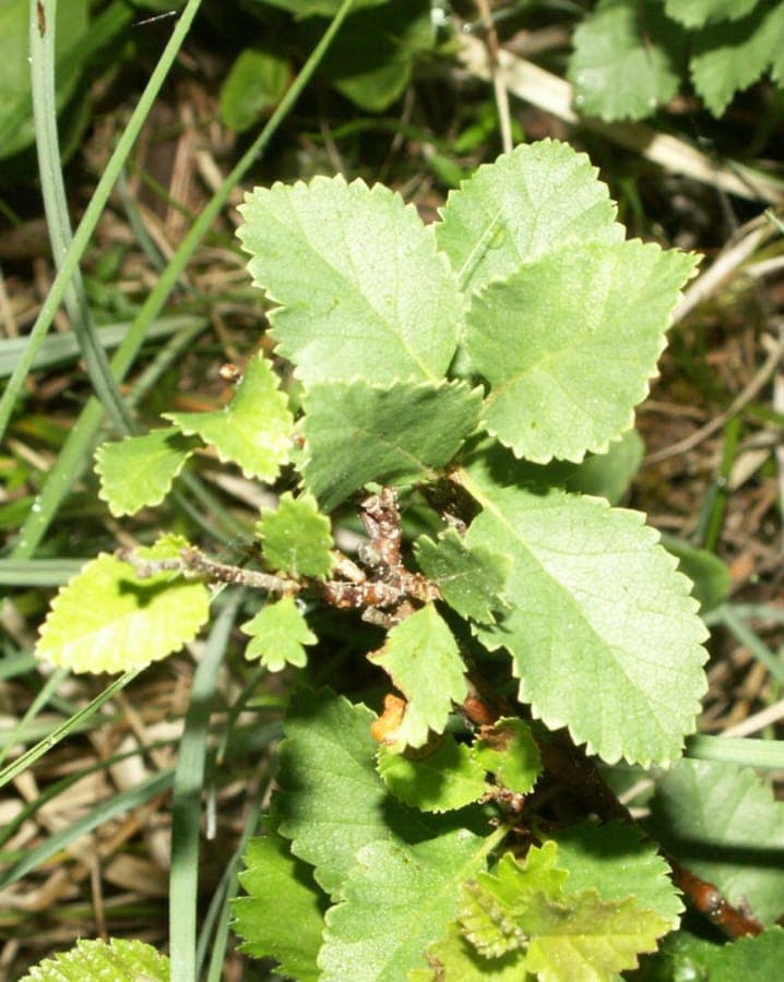 Betula humilis im Frühjahr mit hellgrünen Blättern und hängenden Kätzchen vor schattigem Hintergrund