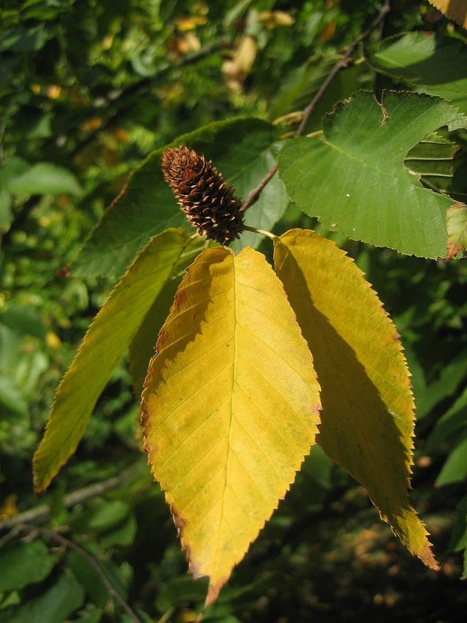 Zuckerbirke (Betula lenta) mit glänzender Rinde und schlankem Stamm am Waldrand