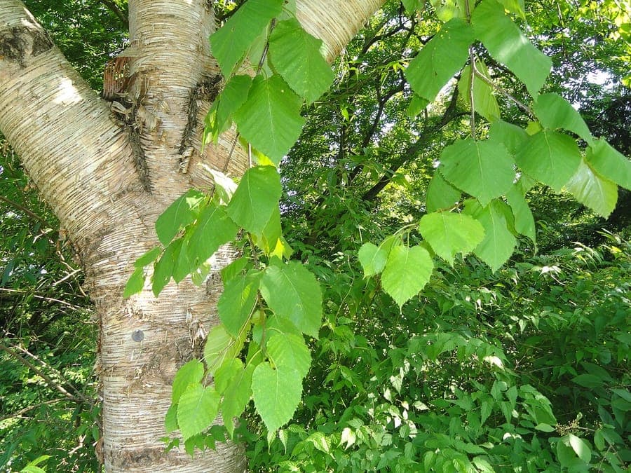 Shiny large leaves and peeling cinnamon bark of the monarch birch in full summer display