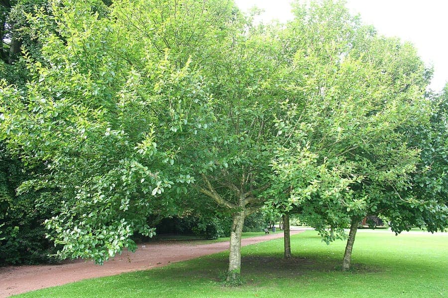 Mature Medwediew's birch with shiny dark green leaves and striped bark in a natural garden setting