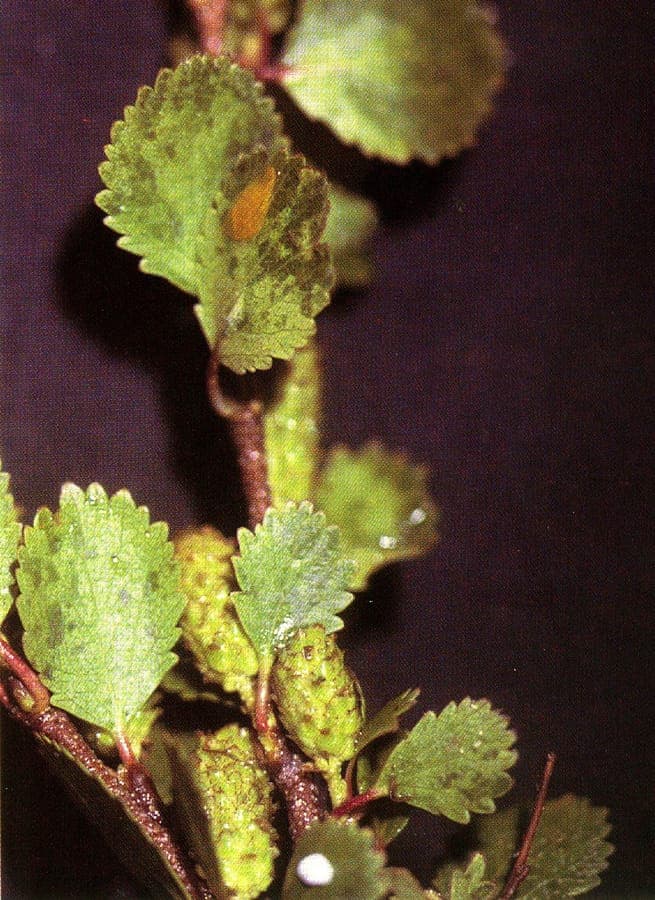 Arctic dwarf birch in natural habitat with green foliage and yellow catkins blooming in May