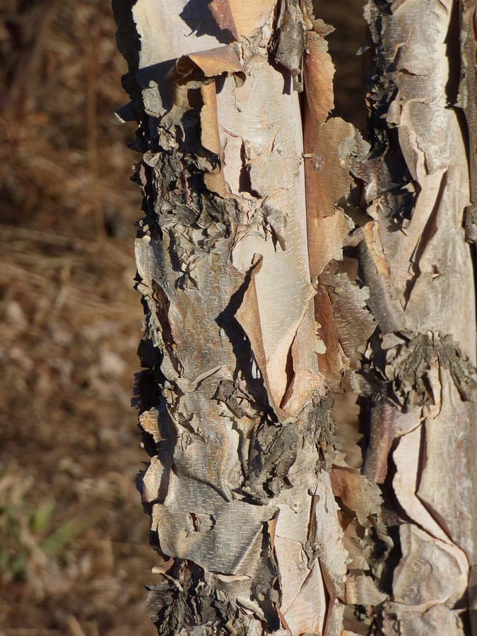 Mature Red birch with exfoliating bark and fresh green foliage in spring