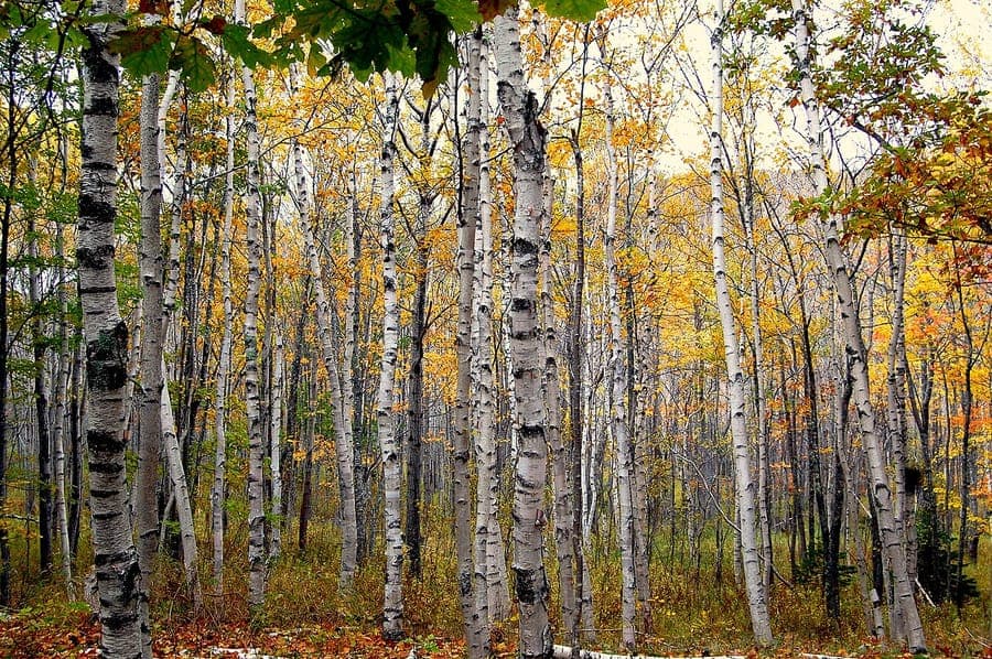Betula papyrifera mit weißen, abblätternden Rinde im Herbstlicht