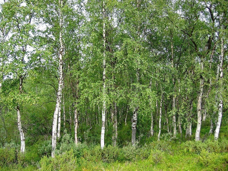 Slender silver birch with striking white bark and graceful weeping branches in golden autumn light