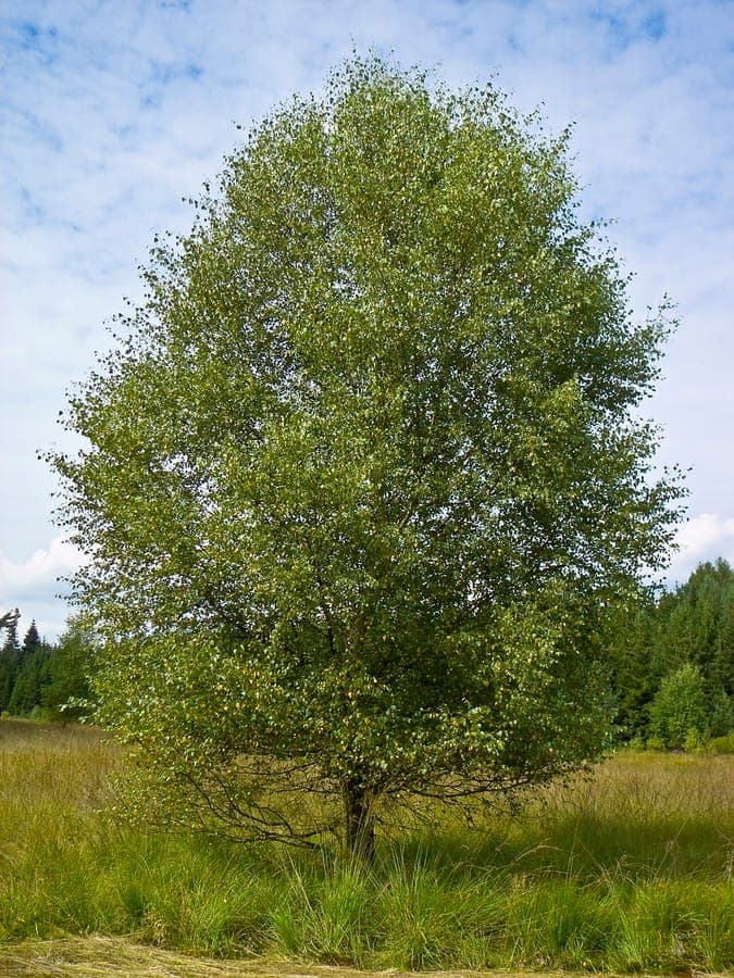 Moor-Birke mit weißer Rinde und goldgelbem Herbstlaub im natürlichen Umfeld