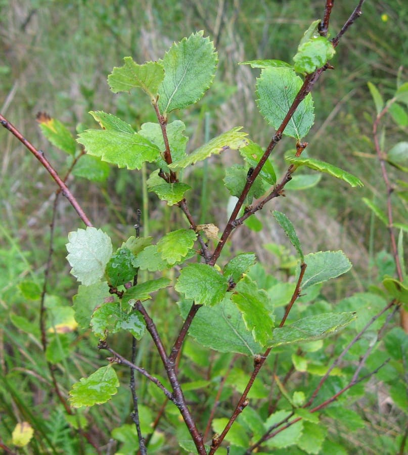 Betula pumila Zwerbirke mit eleganten Ästen