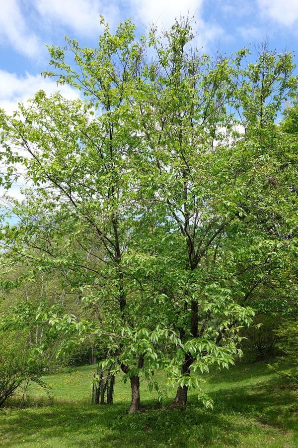 Betula schmidtii boom met grijze schors en kleine bladeren