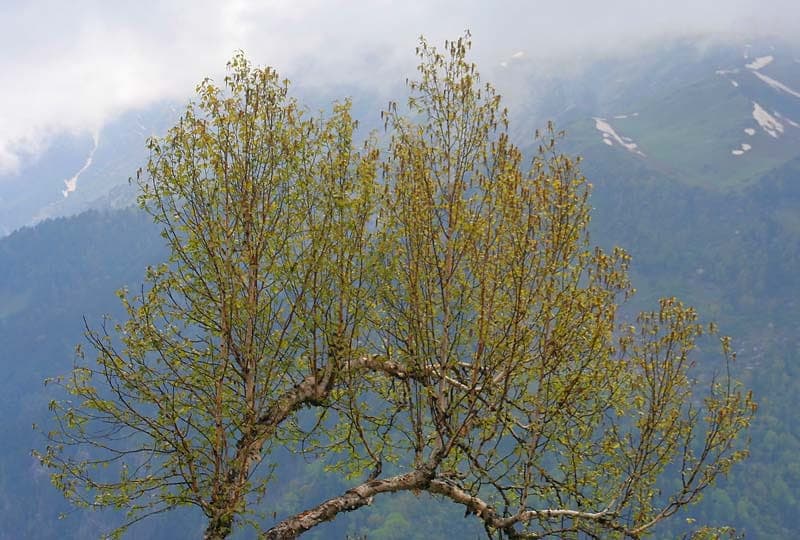 Betula utilis Himalayan birch with distinctive white peeling bark