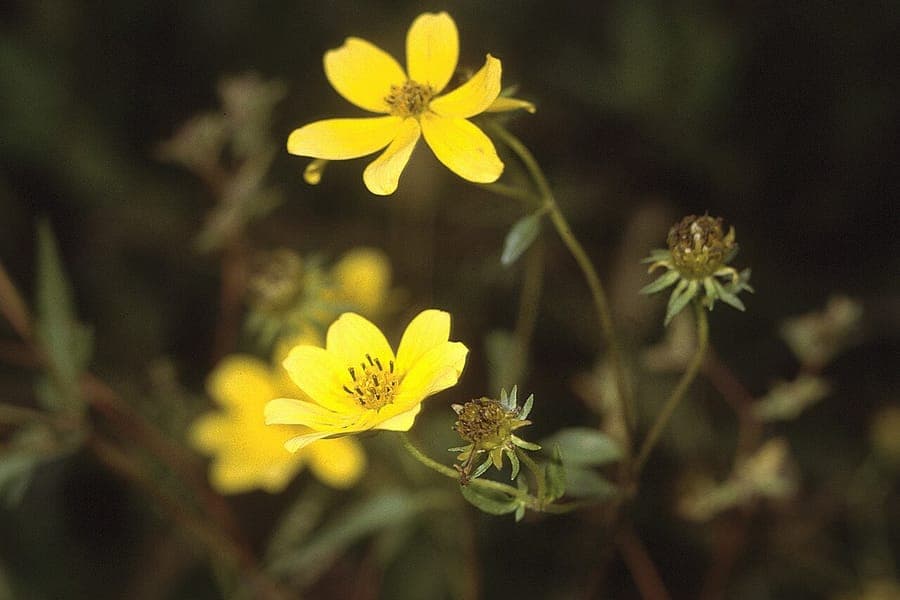 Plante Bidens aristosa avec fleurs jaunes et fruits caracteristiques