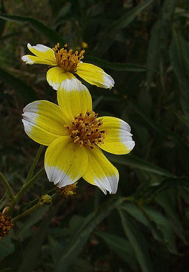Golden-yellow flowers of Arizona beggar-ticks in sunlight