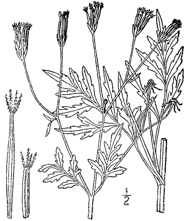 Seed pods with distinctive needle-like appendages