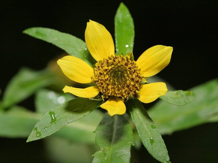 Nodding beggar-ticks with small yellow flowers growing along a stream bank in a damp meadow