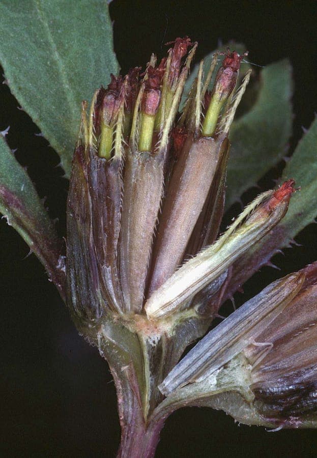 Bidens connata mit kleinen gelben Bluten und barbierten Samen