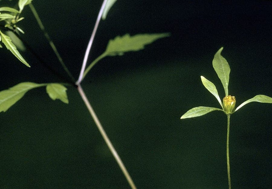 Bidens discoidea with yellow disc flowers at the edge of a swamp