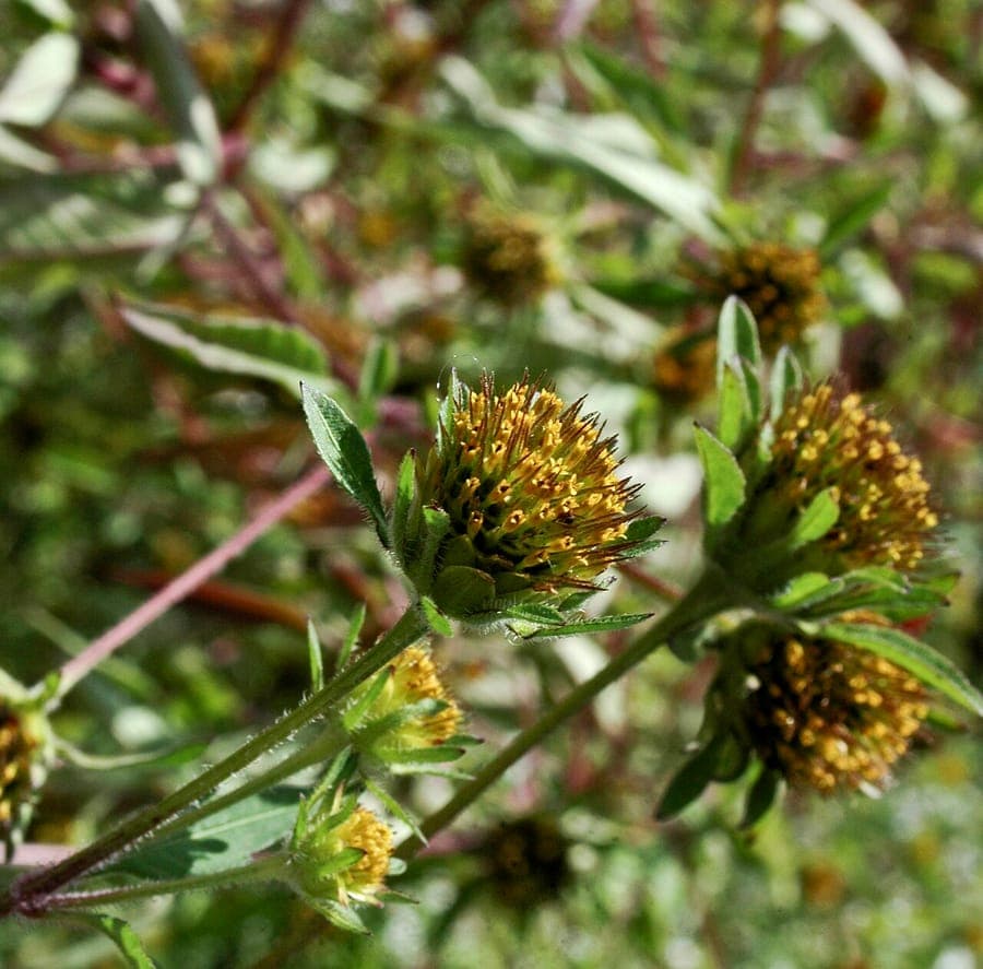 Bidens frondosa blooming in a sunny border with pollinators