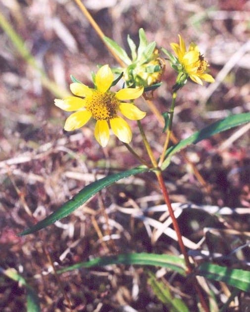 Bidens laevis met grote gele bloemen aan de rand van een waterpartij