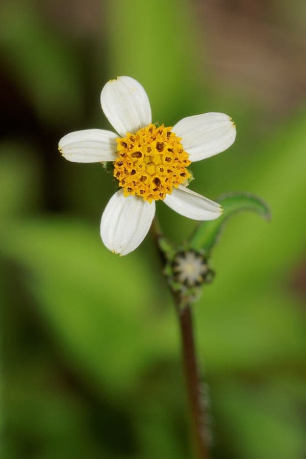 Kleine gele bloemen van Bidens pilosa