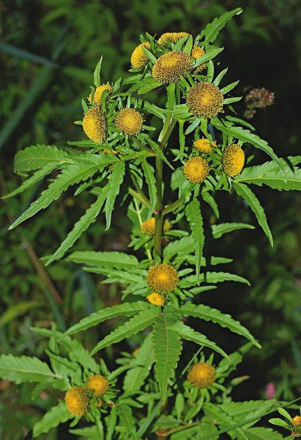 Bright yellow flowers of Radiating bur-marigold in full bloom during autumn