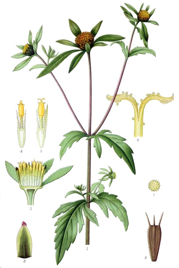 Driedelig naaldkruid (Bidens tripartita) met karakteristieke driedelige bladeren en gele bloemen